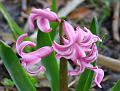 2010-0405-1350_Hyacinth_12,6C